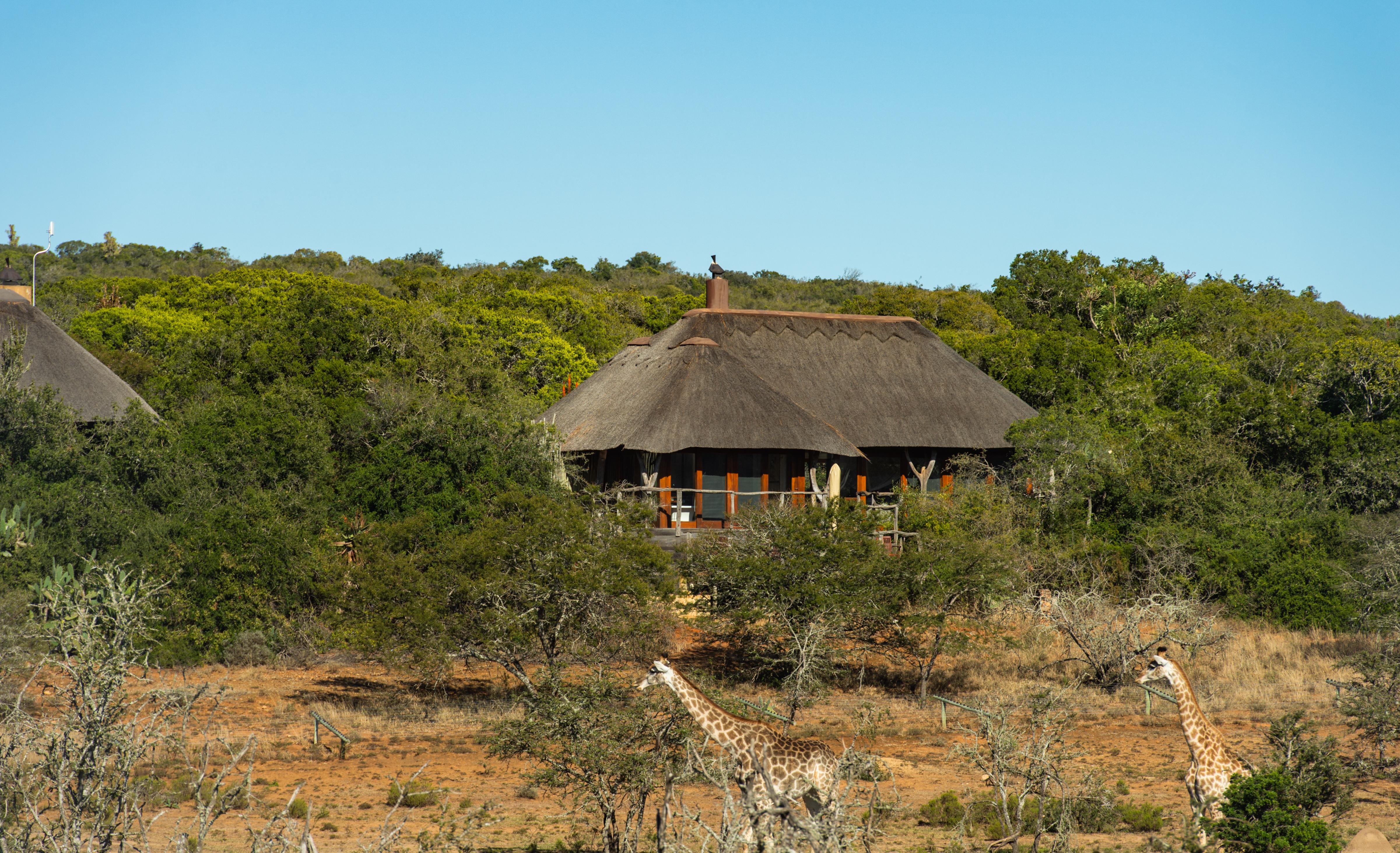 Pumba Private Game Reserve Port Elizabeth Dış mekan fotoğraf